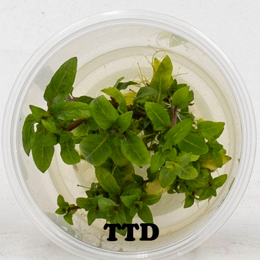 Staurogyne Repens - Live Plant - Tissue Culture