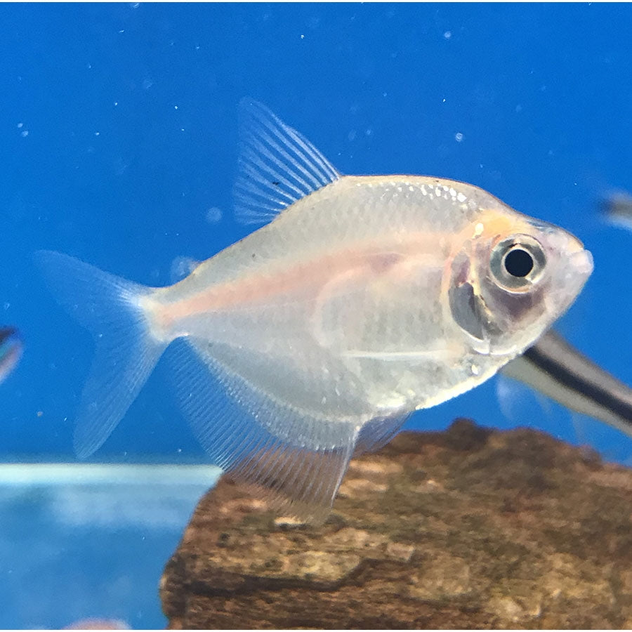 Gold Widow Tetra - (No Online Purchases)