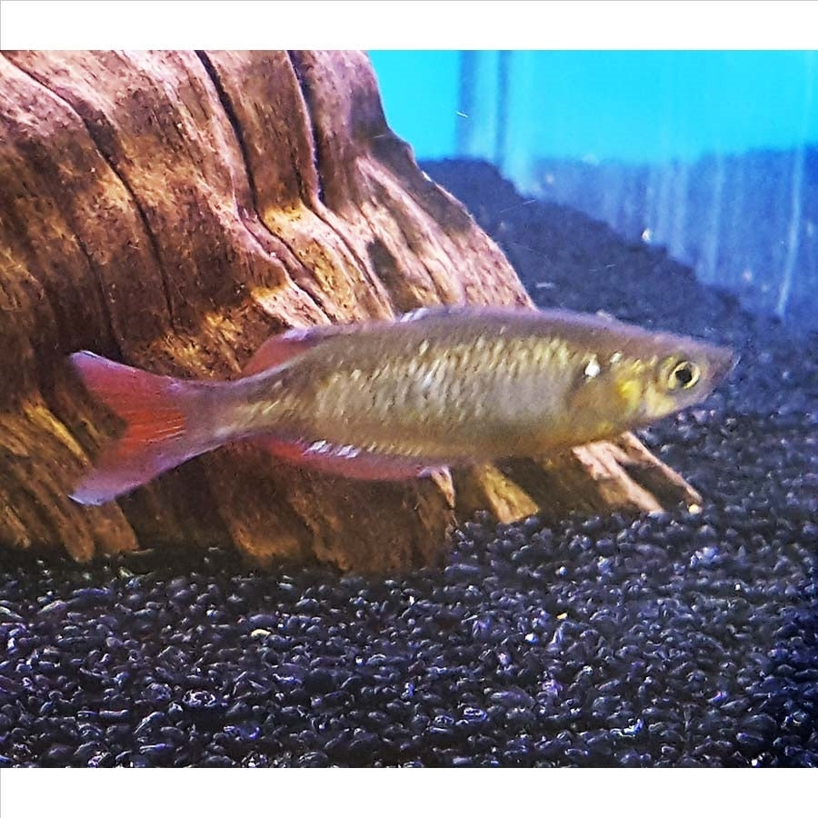 Red Rainbow fish - (No Online Purchases)