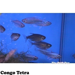 Congo Tetra - Pick Up In Store Only