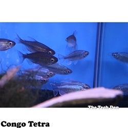 Congo Tetra - Pick Up In Store Only