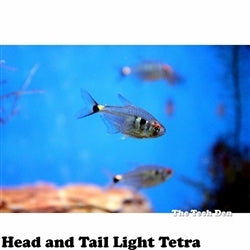 Head and Tail Light Tetra - (No Online Purchases)