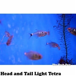 Head and Tail Light Tetra - (No Online Purchases)