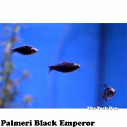 Palmeri Black Emperor Tetra - (No Online Purchases)