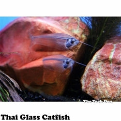 Thai Glass Catfish - (No Online Purchases)