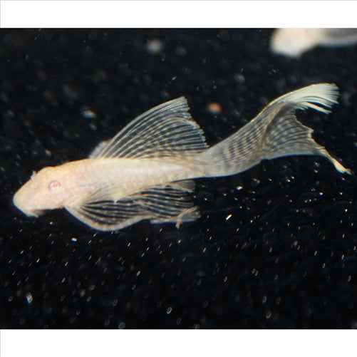 Albino Longfin Bristlenose Medium - Pick Up In Store Only