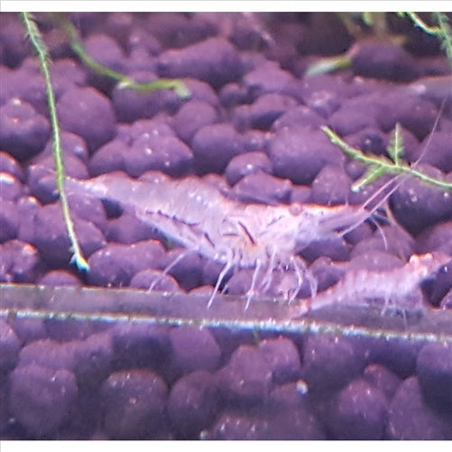 NQ Algae Shrimp - (No Online Purchases)