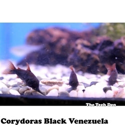Corydoras Black Venezuela Catfish - (No Online Purchases)