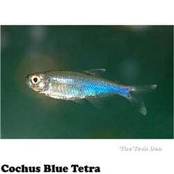 Cochus Blue Tetra 4cm - (No Online Purchases)