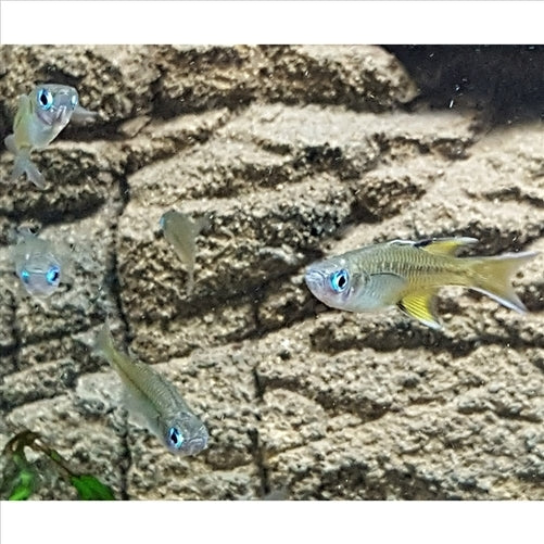 Pacific Blue Eyes - (No Online Purchases)