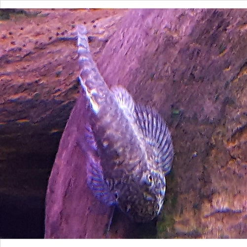 Suckers - Hillstream Loach - Borneo Sucker (No Online Purchases)