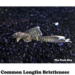 Common Longfin Bristlenose - (No Online Purchases)