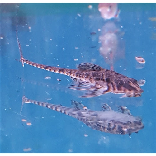 Whiptail Catfish - (No Online Purchases)