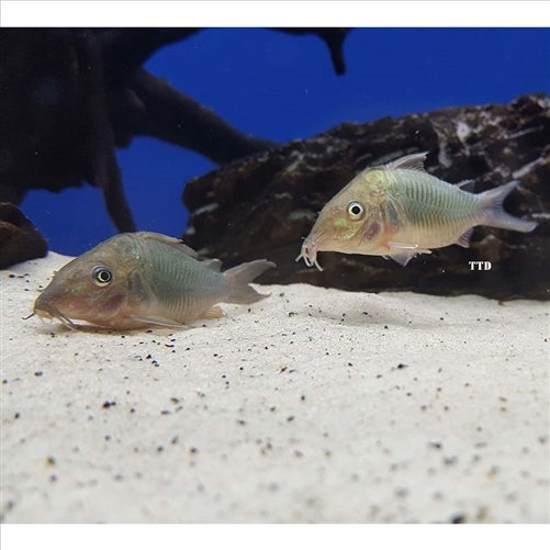 Emerald Catfish Corydoras (Brochis splendens) - (No Online Purchases)