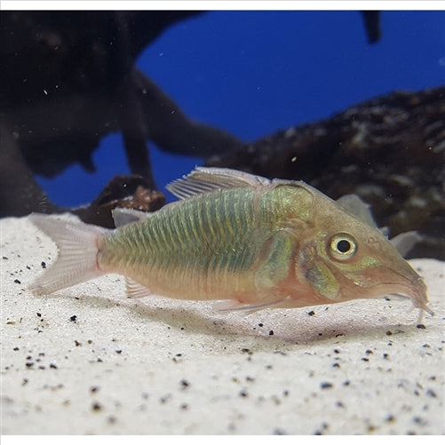 Emerald Catfish Corydoras (Brochis splendens) - (No Online Purchases)