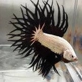Male Betta $45 - (No Online Purchases)