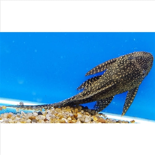 Goldspot Pleco - Catfish (No Online Purchases)