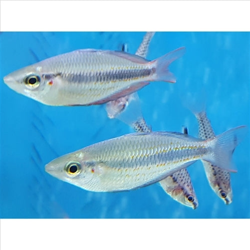 Goyder Rainbow fish - In Store Pick Up Only