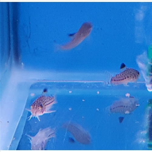 Julii Corydoras Catfish - (No Online Purchases)