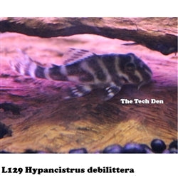 L129 Colombian Zebra Pleco Catfish (Hypancistrus Debilittera) - (No Online Purchases)