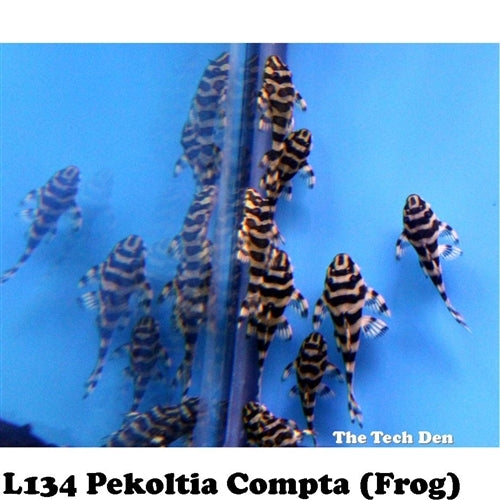 L134 Fine Line Pekoltia Compta (Leopard Frog Pleco) Catfish - (No Online Purchases)