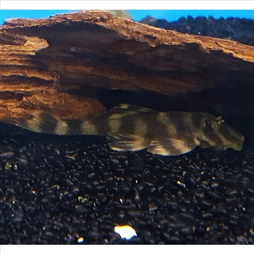 L168 Butterfly Pleco (Clown Peckoltia) - (No Online Purchases)