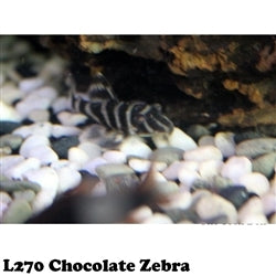 L270 Hypancistrus. Chocolate Zebra Pleco L-Number Catfish - (No Online Purchases)