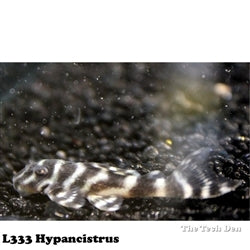 L333 Hypancistrus. (L333) L-Number Catfish - (No Online Purchases)Only