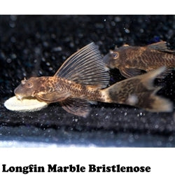 Marble Long  Fin Bristlenose - (No Online Purchases)