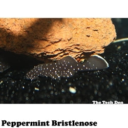 Peppermint Bristlenose - (No Online Purchases)