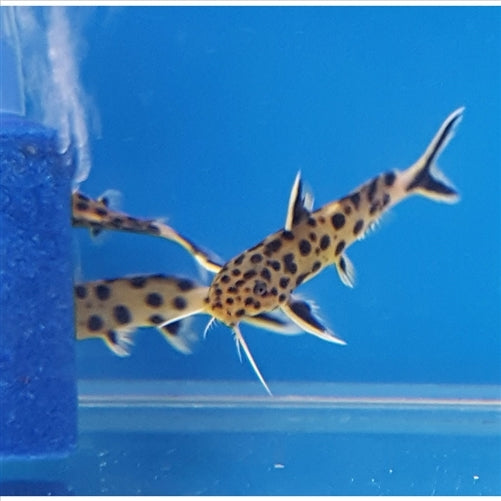 Synodontis Petricola Small 3cm - (No Online Purchases)