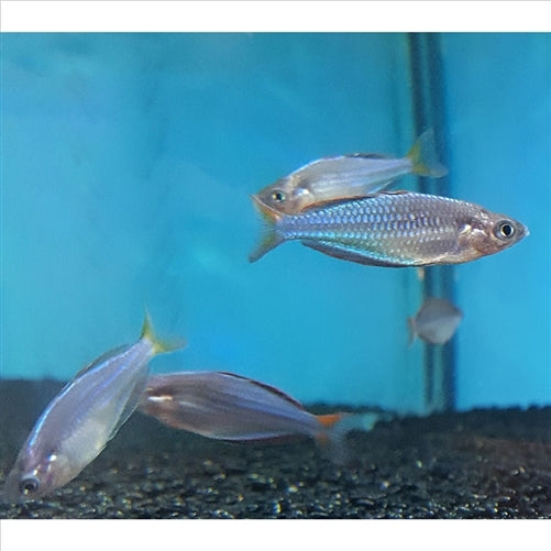 Praecox Rainbow fish - In Store Pick Up Only
