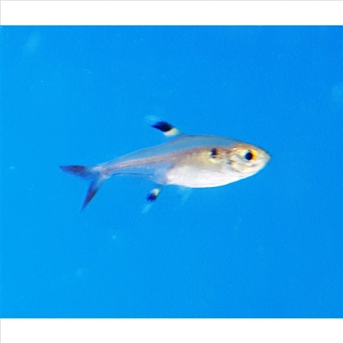 Pristella Tetra - (No Online Purchases)
