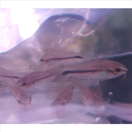 Pygmaeus cory - (No Online Purchases)