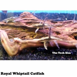 Royal Whiptail Catfish - (No Online Purchases)