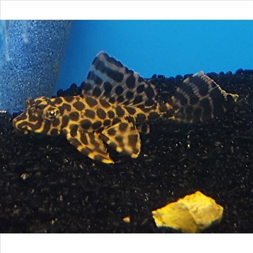 Sailfin Pleco 10cm+ - Gibbiceps Catfish (No Online Purchases)