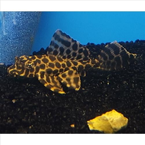 Sailfin Pleco 12cm+ - Gibbiceps Catfish (No Online Purchases)