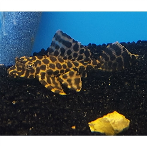 Sailfin Pleco - Gibbiceps Catfish (No Online Purchases)