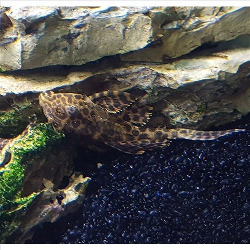 Sailfin Pleco - Gibbiceps Catfish (No Online Purchases)