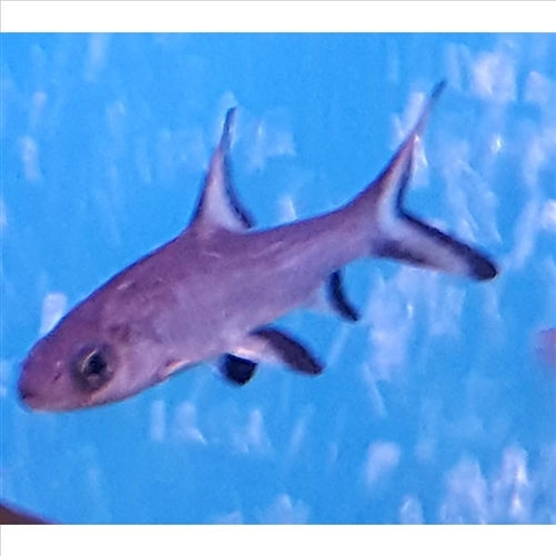 Silver Shark  - (No Online Purchases)