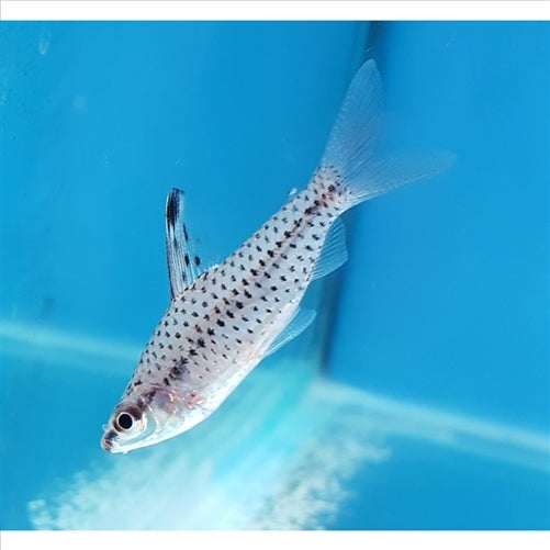 Spotted Headstander - (No Online Purchases)