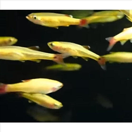 Gold White Cloud - (No Online Purchases)