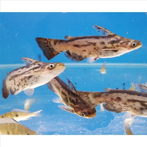 Woodycats Catfish - (No Online Purchases)
