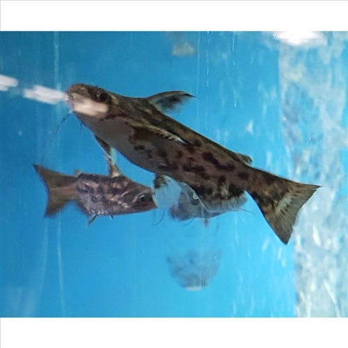Woodycats Catfish - (No Online Purchases)