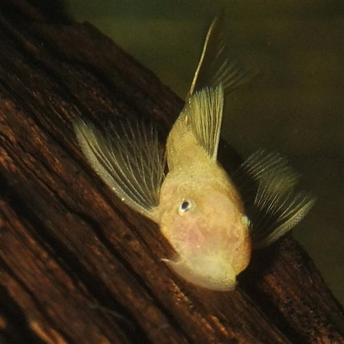 L144 Ancistrus Lemon Bristlenose Longfin Large  - (No Online Purchases)