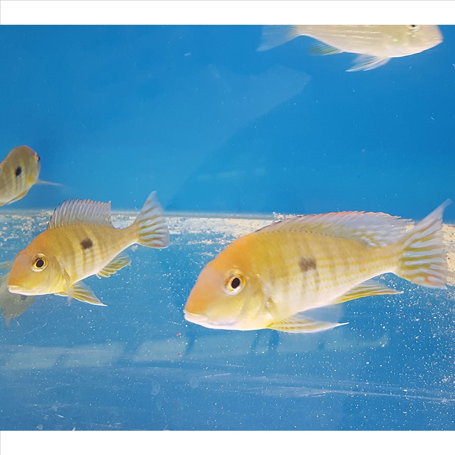 Orange Head Tapajos - (No Online Purchases)