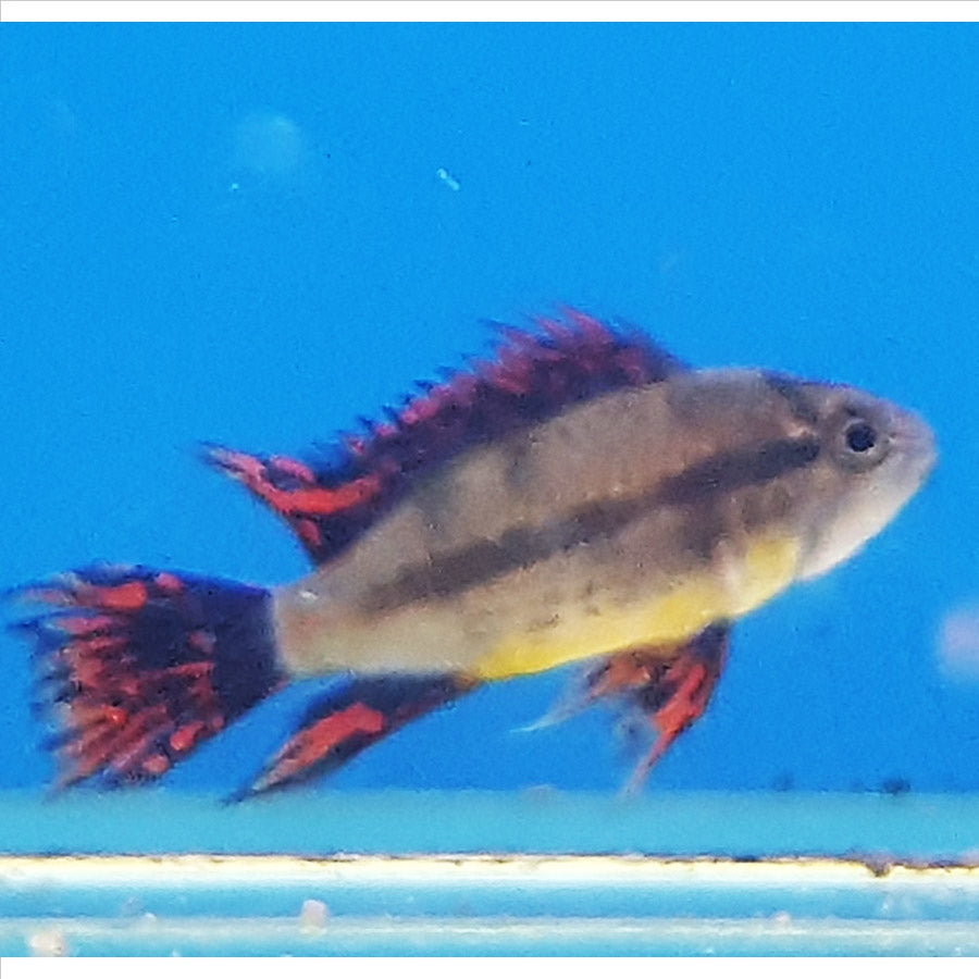 Cacatuoides Apistogramma   - (No Online Purchases)