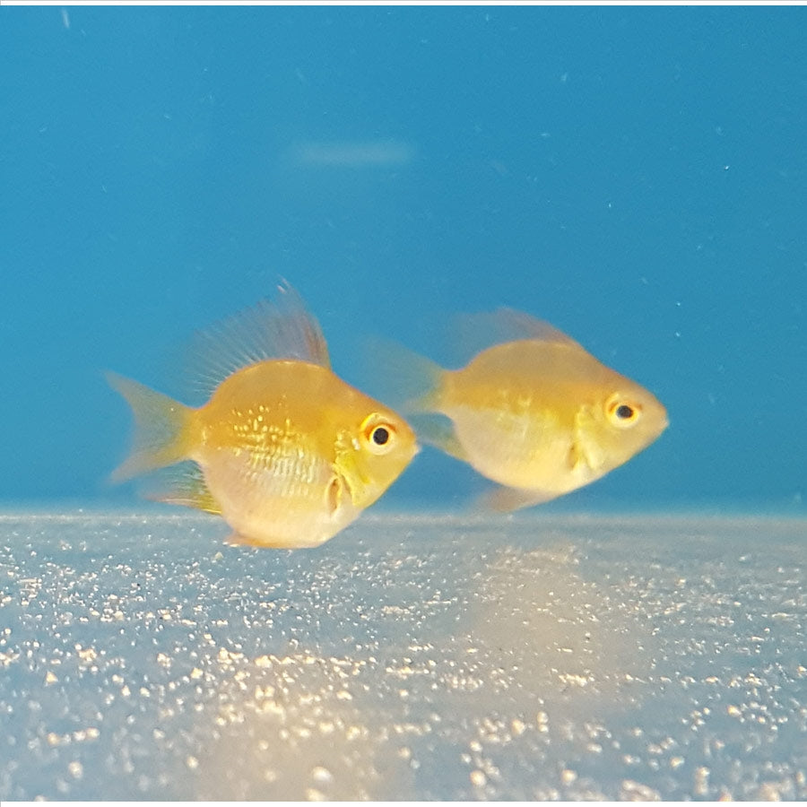 Gold Balloon Ram - (No Online Purchases)