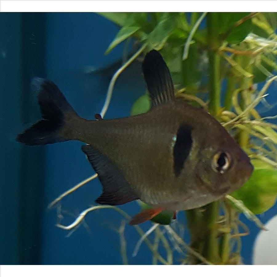 Black Phantom Tetra - (No Online Purchases)