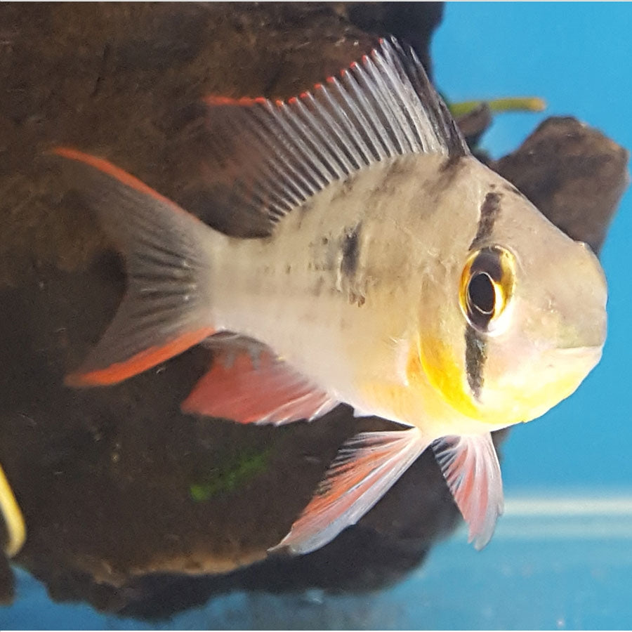 Bolivian Butterfly Ram - (No Online Purchases)